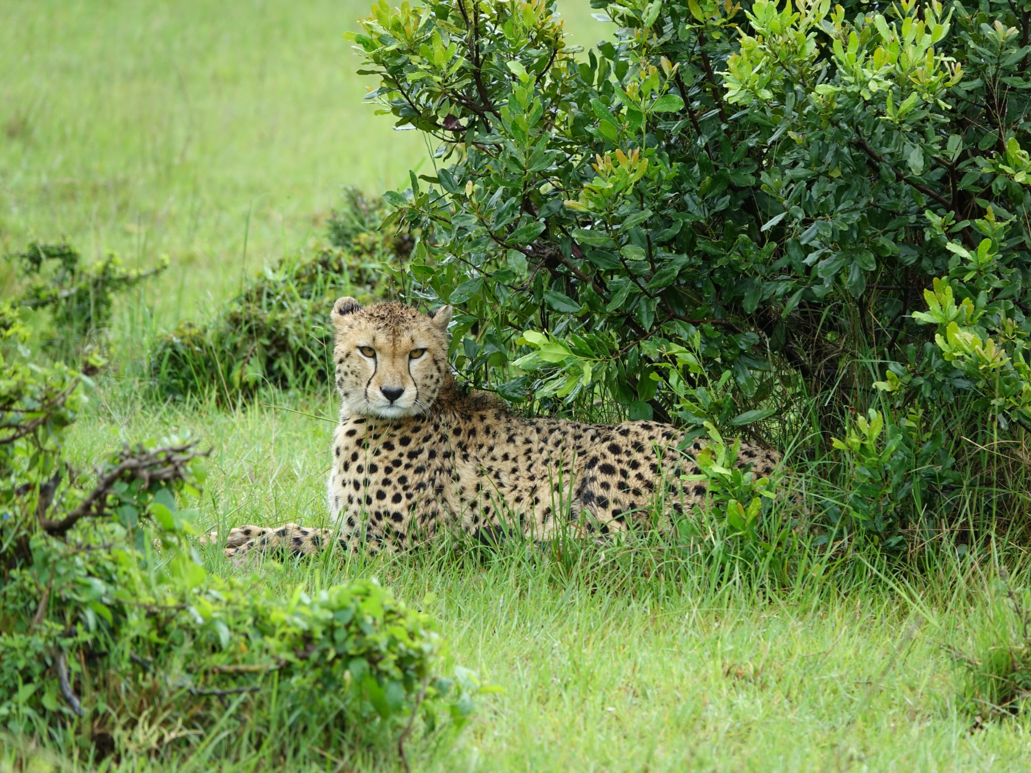 Safari landscape Kenya